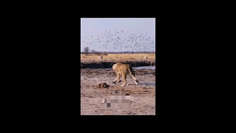 Silent Killer Lioness Attack On Greater