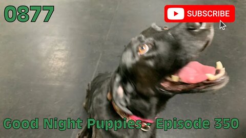 [0877] GOOD NIGHT PUPPIES - EPISODE 350 [#dogs #doggos #doggos #puppies #dogdaycare]