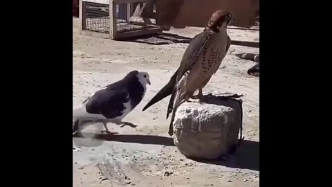 Mating Fail