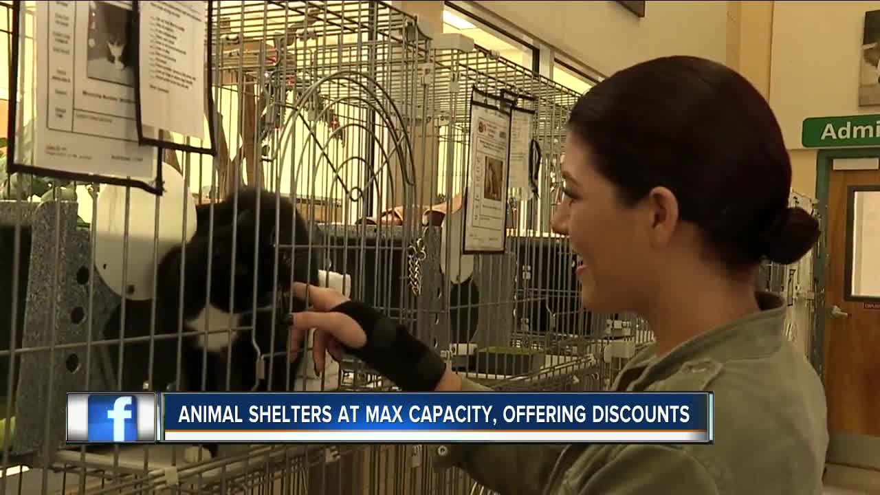 Naples animal shelter lowers adoption rates