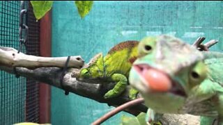 Camaleão curioso rouba protagonismo a amigo