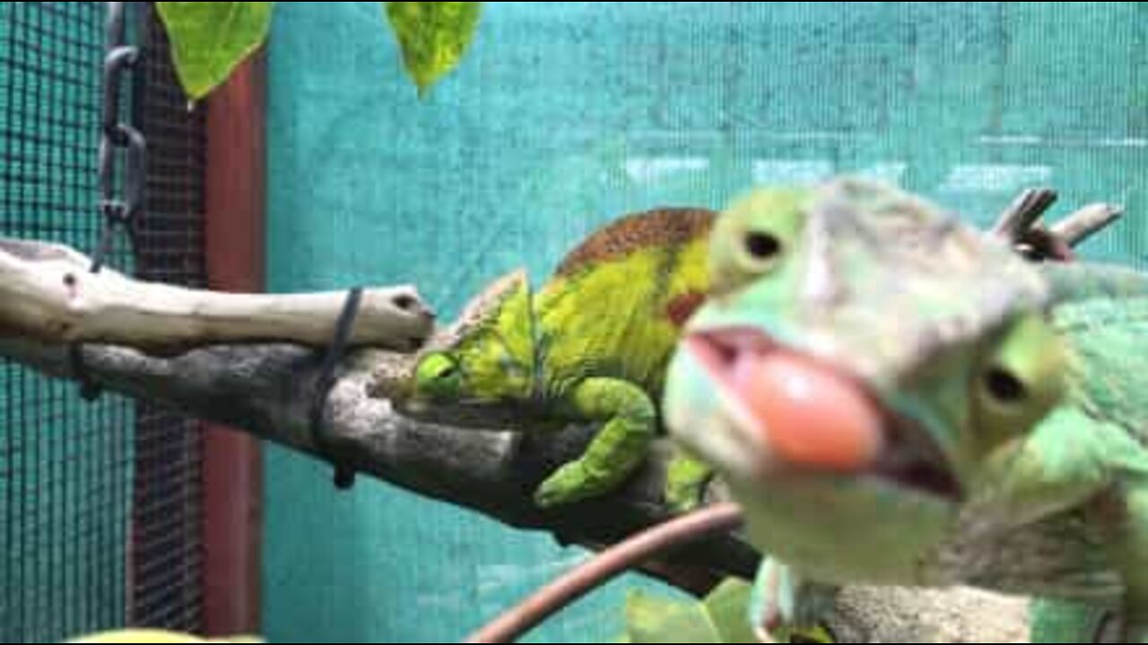 Camaleão curioso rouba protagonismo a amigo