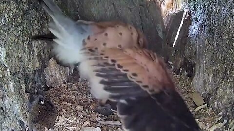 Kestrel Dad Learns to Care for Chicks After Mum Disappears-6