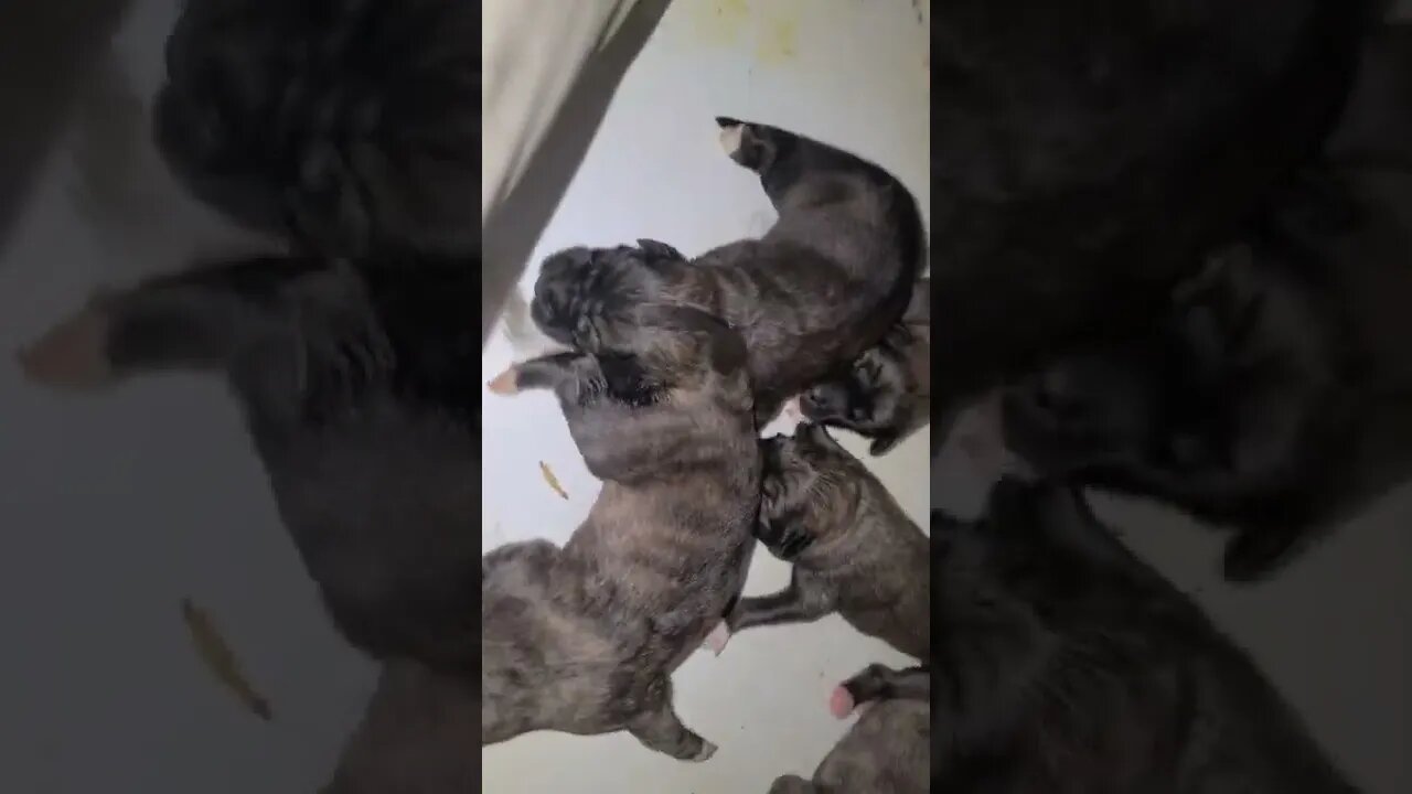 Ancient Guardians Farm 1 day old Caucasian Ovcharka pupdate