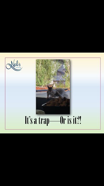 Squirrel's Peanut Stealing Foiled by Unsuspecting Nemesis