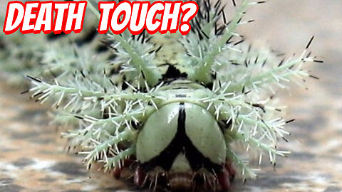 The Real Danger of The Lonomia obliqua!