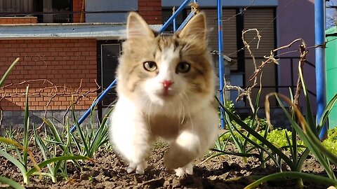 These Pouncing Kitties Will Make You Smile