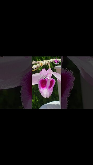 🤪🥊 EATON MESS Raspberry Fragrance Dendrobium anosmum Orchid Bloom #ninjaorchids