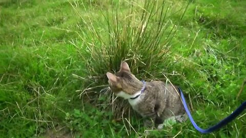 Cat Hides Behind Grass