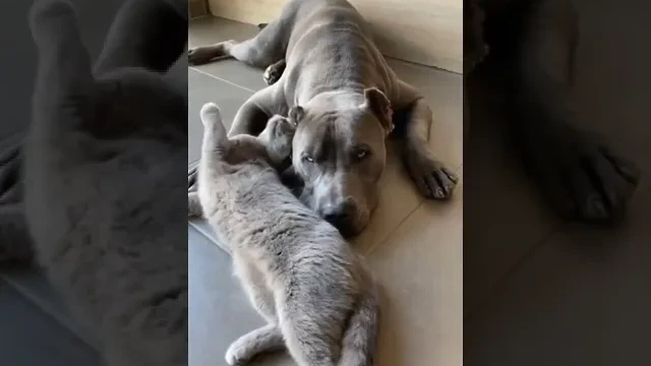 cat and dog friendship#dog #cats #funny #catsvideos #dogvideo #doglovers #catvideo