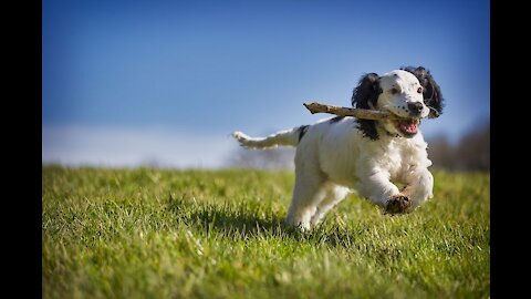 A cute dog playing in the sea