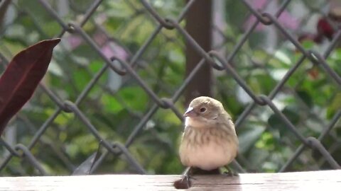 Little bird Jumping