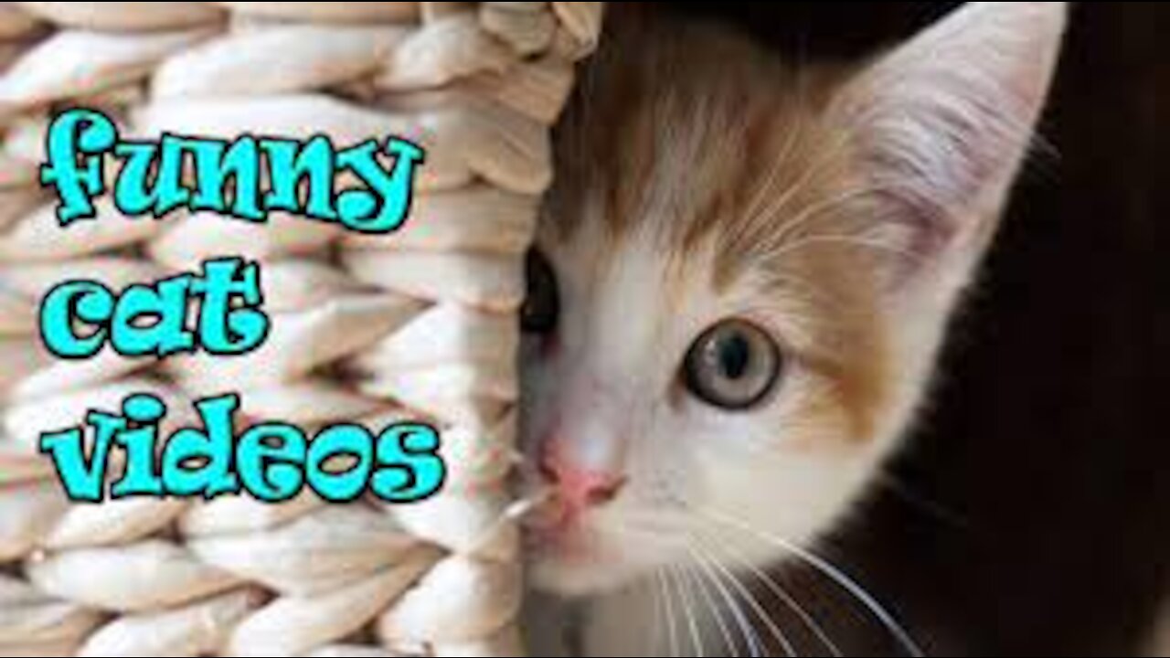 Cute and Funny Cat Videos