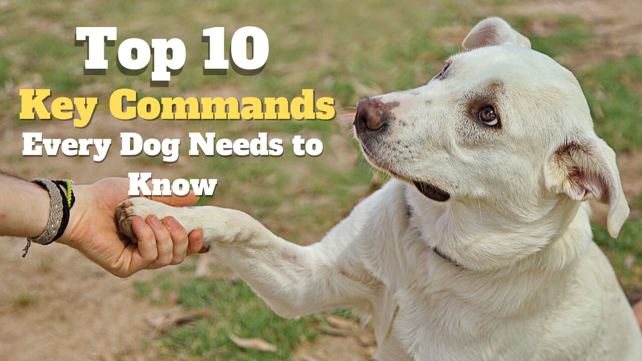 TOP 10 Key Commands Every Dog Needs to Know