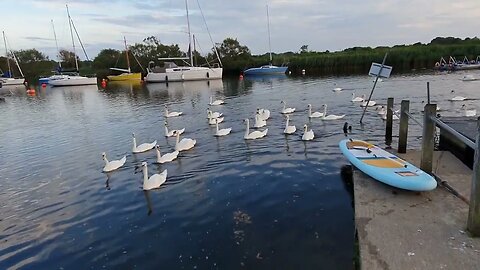 so many swans Christchurch 19th June 2023