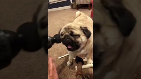 Is My Pug Broken?😹 - [try hard not to Laugh] #shorts 😂 - Funny Dumb Dog and Cat Videos