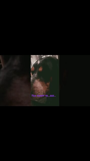 So sleepy… #BlueTick #CoonHound #shorts #shortsvideo