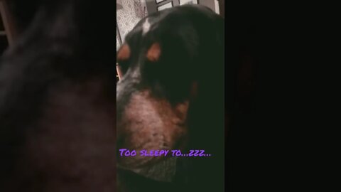 So sleepy… #BlueTick #CoonHound #shorts #shortsvideo