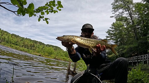 Michigan: 3 Species Day Crushing Topwater