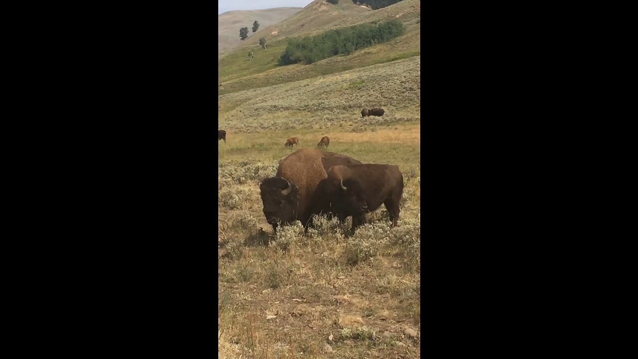 Yellowstone buffalo mating season