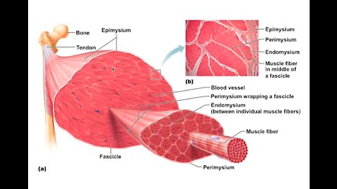 The Secret Life of Muscles