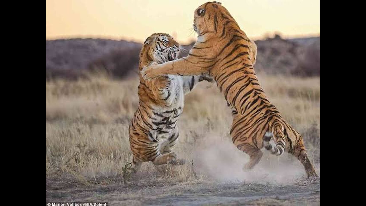 Aghast! The Brutal Moment When the Fierce Lion Couldn't Avoid The Giant Lizard Bites