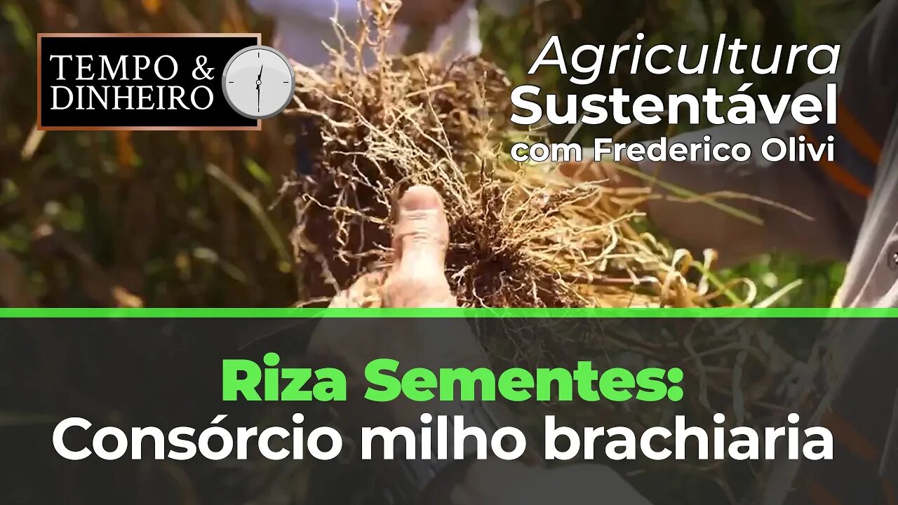 Riza Sementes: Consórcio milho brachiaria