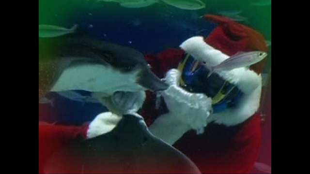 Santa Swims With Stingrays