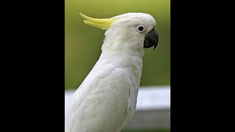 Australia white parrot #whiteparrot #australian birds #beautiful