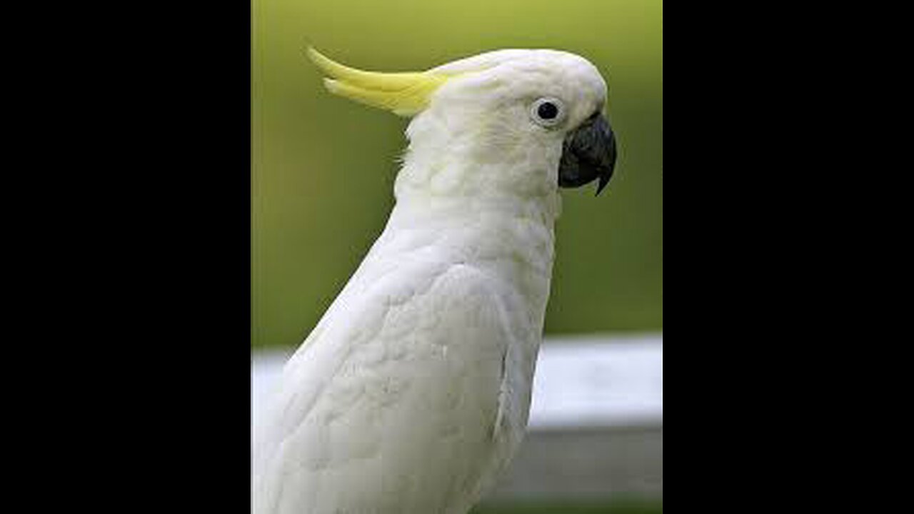 Australia white parrot #whiteparrot #australian birds #beautiful