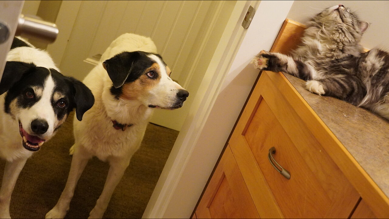 Meet Willie & Sadie Dog, The Cat's Personal Bodyguards