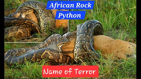 "Python Hunting: Deadly Ambush and Swallow!"