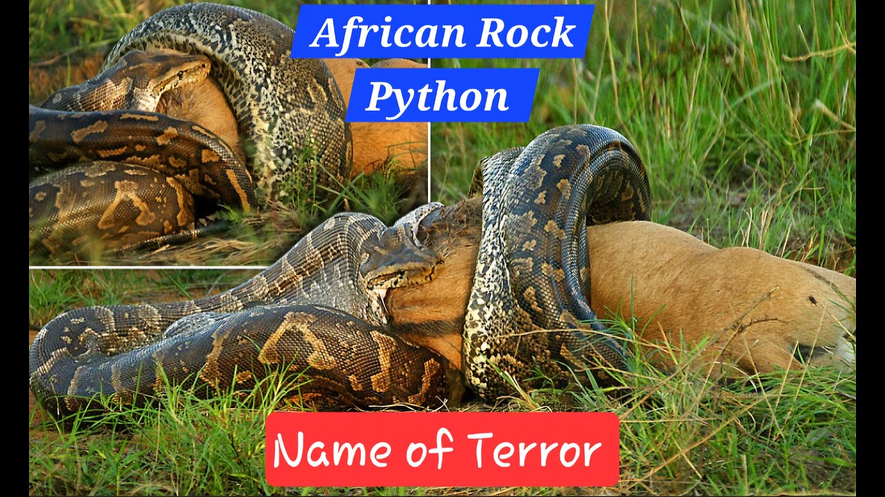 "Python Hunting: Deadly Ambush and Swallow!"