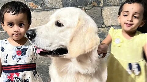 Golden Retriever | Sisters telling a Random story |