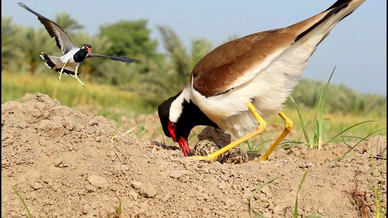 How Birds Actually Behave On Eggs Till Hatching