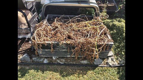Harvesting Seed Potatoes For Next Years Grow Season 9/14/23