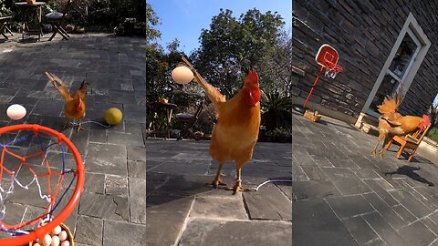 Best of Funny pet 2023. My pet chicken is very talented