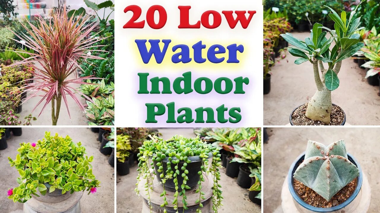 Low water indoor plants | 20 indoor plants that don't need water for a month!