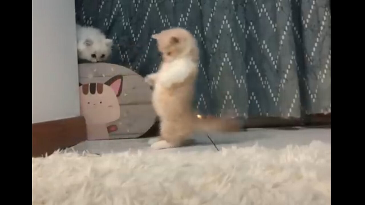 Cute cats-cute and funny cats video compilation