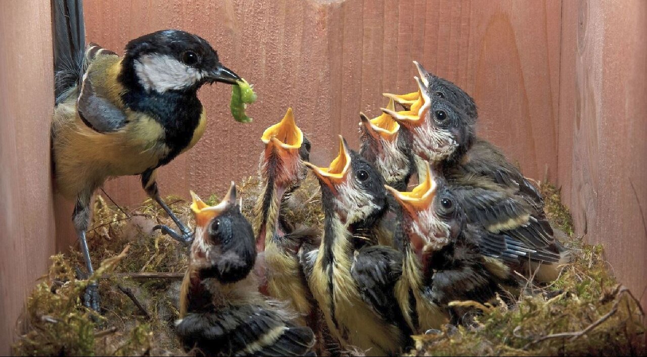 Netanyahu feeding the Minders of United States of Israel.