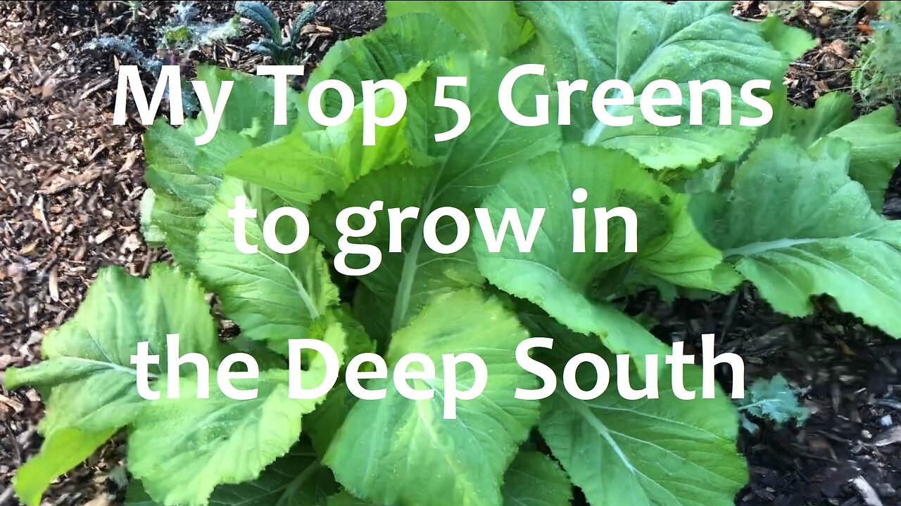 My Top 5 Greens to Grow in the Deep South