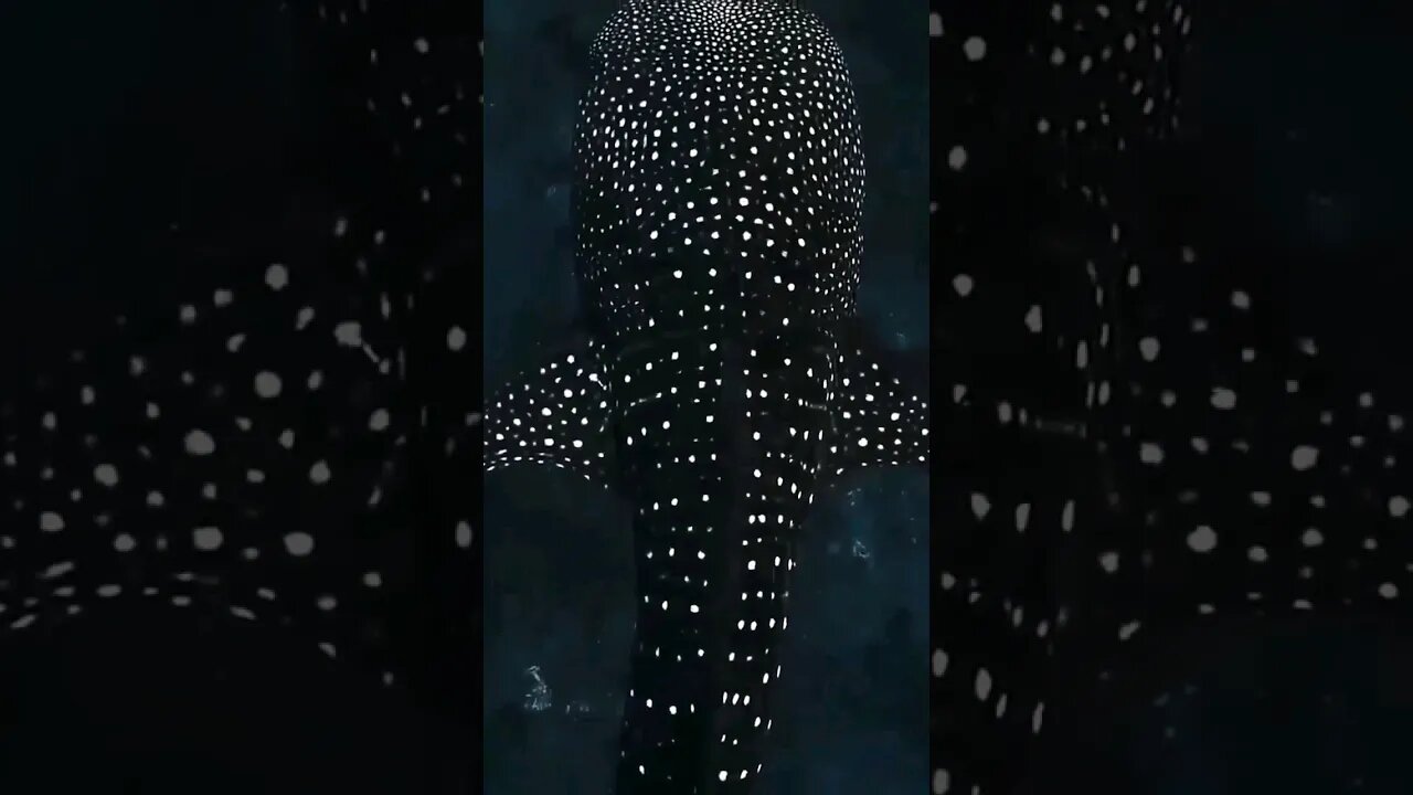 Whale 🐋 Shark #shortsfeed #shortsvideo #shorts #whaleshark