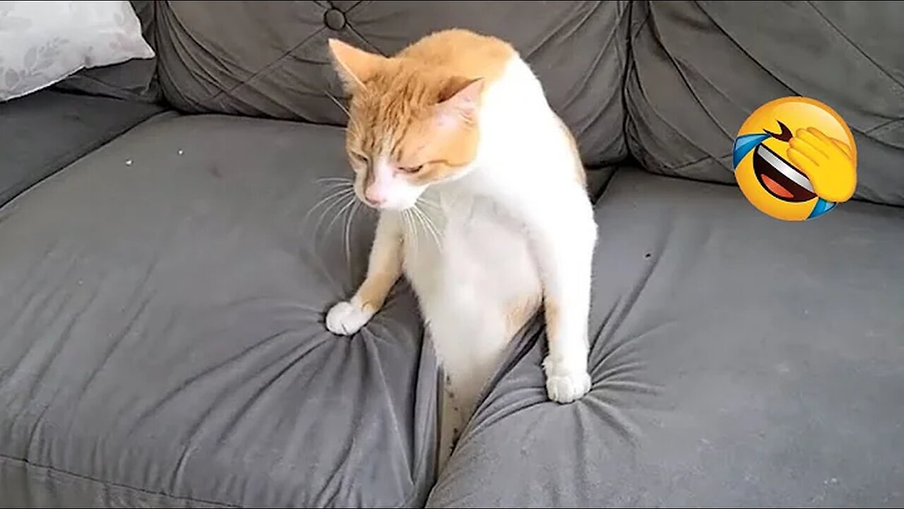 Try Not To Laugh Challenge - Funny Cats compilation 1