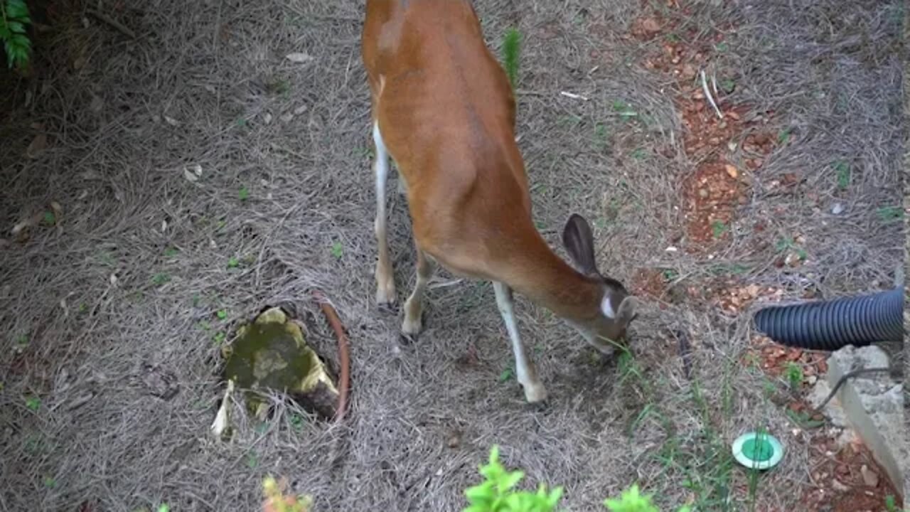 Big Canoe Deer #8 - 09/13/20