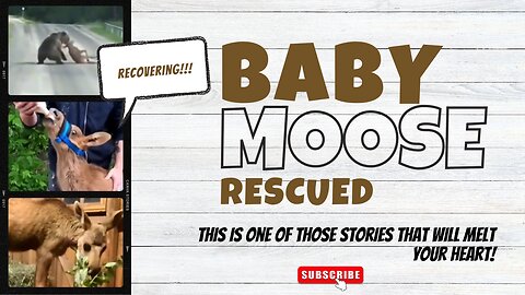 Rescuing a Baby Moose: A Story of Love and Hope