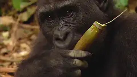 * GORILLA * | Animals For Kids | All Things Animal TV