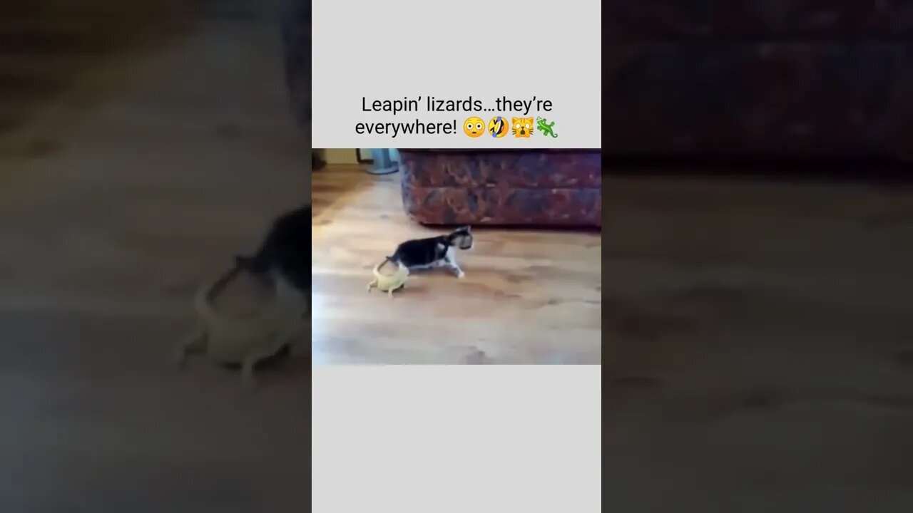 Leapin’ lizards…they’re everywhere! 😳🤣🙀🦎