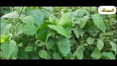 aaj mein plants lagya kari patta very attractive plants grow