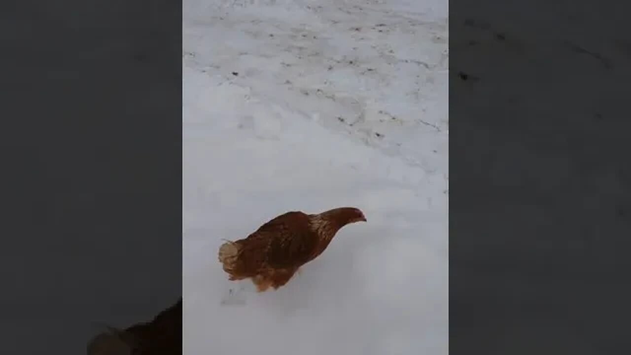 #chickens #farmlife #shorts