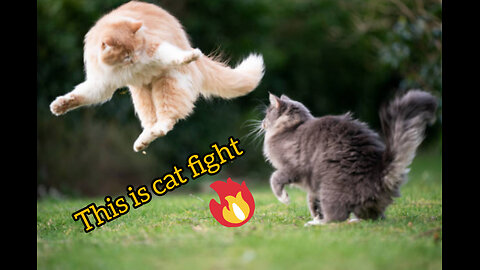 This is cat fight